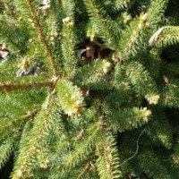 黑龍江哈爾濱出售核桃楸、白樺、紅皮密植