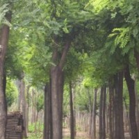 火炬苗火炬樹(shù)苗山西火炬苗火炬小苗價(jià)格