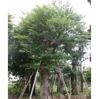 樸樹價格