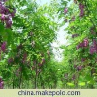 河北香花槐 保定香花槐 香花槐小苗 大規(guī)格香花槐