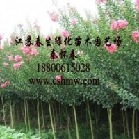 供：大葉女貞，紫薇，紅葉李，垂柳，垂槐，櫻花，沙地
