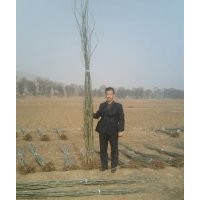 出手1年生新疆楊