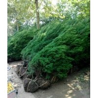 大量供應(yīng)蜀檜、瓜子黃楊、大葉黃楊、金葉女貞等苗木