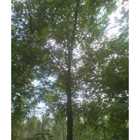 國(guó)槐一年帽國(guó)槐河北國(guó)槐速生國(guó)槐小苗