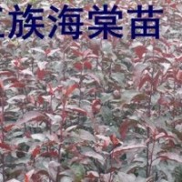 光輝海棠，王族海棠