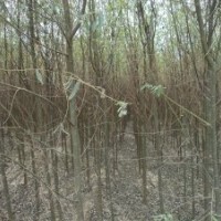 苗木國槐，龍爪槐，紫穗槐，垂柳，竹柳，金絲柳，白皮松，油松