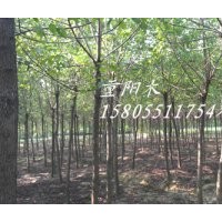 供應(yīng)5公分國(guó)槐，6公分國(guó)槐，8公分國(guó)槐，10公分國(guó)槐