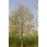 低價(jià)供應(yīng)白蠟、國槐、法桐