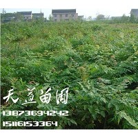 欒樹(shù),欒樹(shù)價(jià)格—常德天益欒樹(shù)基地