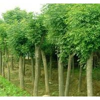 苗圃直銷全紅楊種條，速生楊，紅葉楊