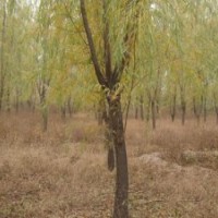 8公分旱柳價(jià)格10公分速生柳價(jià)格2-30公分青皮柳報(bào)價(jià)