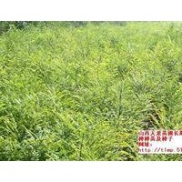供應(yīng) 山西優(yōu)質(zhì)國(guó)槐苗