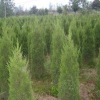 1.5米蜀檜低價處理不脫腳 質量好