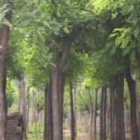 供應： 大葉黃楊 紫荊、紫薇、木槿、櫻花、國槐、垂槐、等等