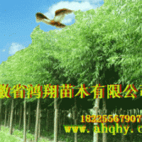美國(guó)竹柳小苗扦插段2公分3公分6公分8公分美國(guó)竹柳價(jià)格