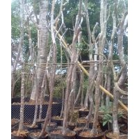 小葉紫薇山貨