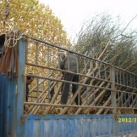 國(guó)槐、白蠟、法桐喬灌木供應(yīng)