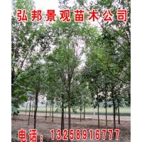 供應(yīng)速生白蠟半成品，成品苗等抗鹽堿綠化苗木
