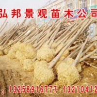專供山東速生白蠟、惠民速生國槐/速生國槐小苗
