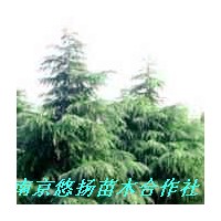 南京悠揚(yáng)苗木合作社雪松廣玉蘭，蜀檜垂柳，紫薇香樟，女貞無患子