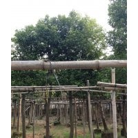 福建天竺桂，泉州天竺桂，天竺桂，天竺桂小苗