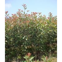 福建紅葉石楠，紅葉石楠小苗，高桿紅葉石楠，泉州紅葉石楠