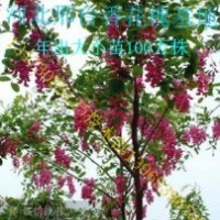香花槐