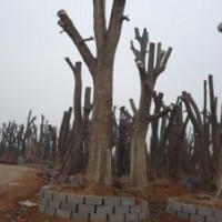 我基地還大量供應(yīng)一批移栽香樟，精品桂花，嫁接紅楓，紫薇，楊梅