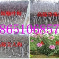 供應(yīng)：榆葉梅、珍珠梅、美人梅、木槿