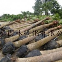 供應(yīng)新會蒲葵