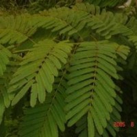 供應(yīng)合歡、重陽木、櫻花