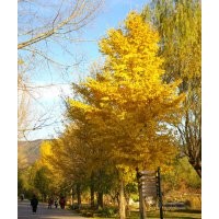 長(zhǎng)期供應(yīng)2—50公分銀杏樹(shù)，嫁接樹(shù)。另供國(guó)槐，垂柳，石榴，臭椿