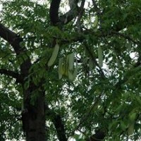 供應(yīng)皂角小苗山西皂角皂角樹(shù)皂角圖片皂角價(jià)格