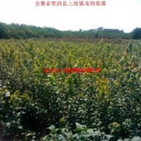 三角楓小苗、烏桕、紅葉李、大葉女貞、廣玉蘭、香樟、欏木石楠