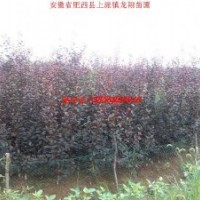 紫葉李、高桿女貞、香樟、紫薇、烏桕、樸樹、廣玉蘭、桂花、海桐