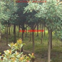 紅葉石楠、高桿石楠、紅葉李、大葉女貞、香樟