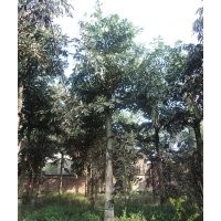 瀘州魚尾葵，魚尾葵習(xí)性，成都魚尾葵，魚尾葵風(fēng)景樹