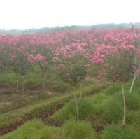 河南園林綠化苗圃基地供應紫薇、大葉黃楊、桂花等綠化苗木