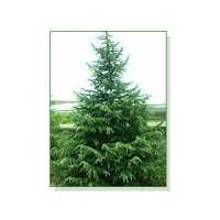 供應(yīng)雪松、蜀檜、廣玉蘭、白玉蘭、垂柳、紅葉石楠、紫薇、紅葉李