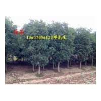 供應(yīng)桂花小苗，2公分桂花，，3公分桂花 ，4公分桂花，5公分桂花