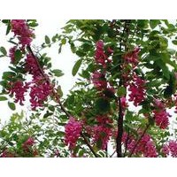 香花槐金銀花造型樹，國(guó)槐，棗樹造型的