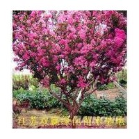 常年供應(yīng)喬木，灌木，色塊類，小苗類
