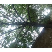 供應5到20白蠟樹