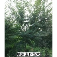 雞爪槭，桂花，大葉女貞，樂昌含笑，紫薇