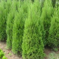 苗圃檜柏價格 最新檜柏價格信息
