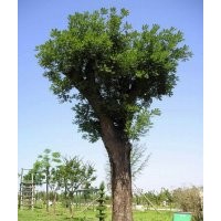 供應(yīng)原生大國槐，原生大刺槐，原生大勾樹
