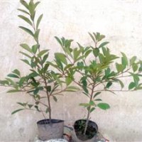 安徽紅葉石楠獨(dú)桿低價(jià)銷售中