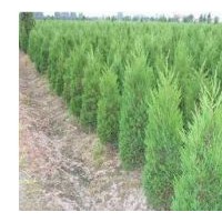 供應(yīng)白皮松 油松 華山松 國槐 刺槐 皂角