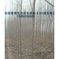 現(xiàn)貨供應(yīng)當(dāng)年107速生楊、三倍體毛白楊