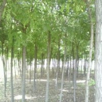 國槐樹基地